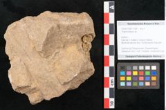 Foto (Objekt + Etikett) von Trigonocarpus sp.  (NHMW-GEO-2024-0188-11148)